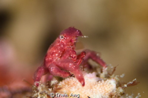 R E D 
Decorator crab 
Anilao, Philippines. October 2014 by Irwin Ang 